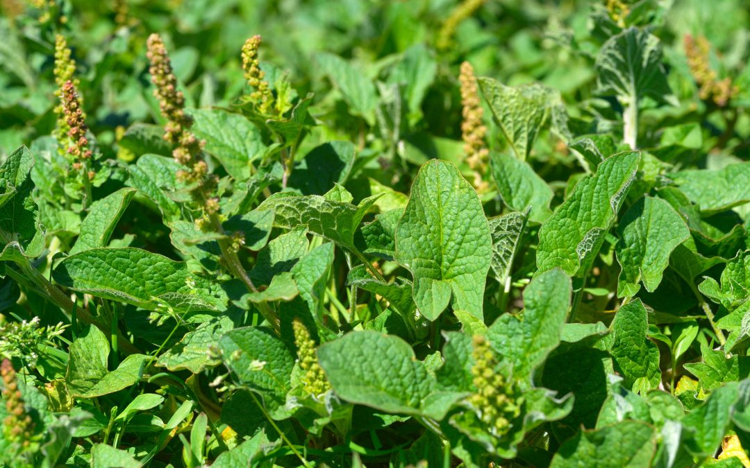 Orapi